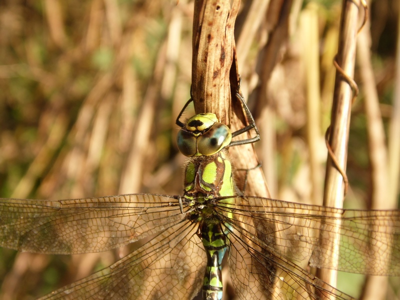 Grossa libellula da identificare